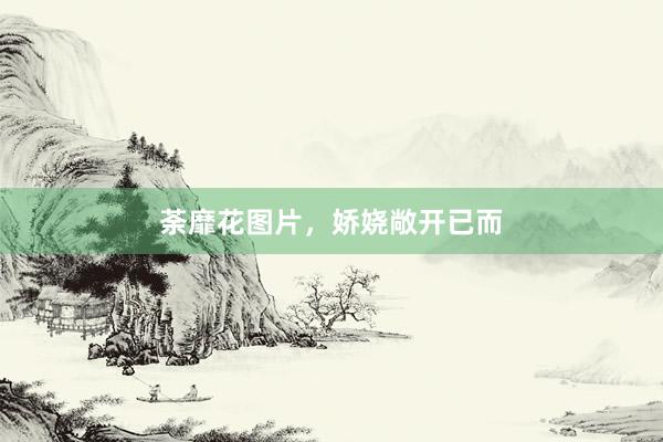荼靡花图片，娇娆敞开已而
